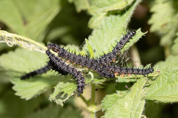 A swarm of peacock caterpillars on nettles