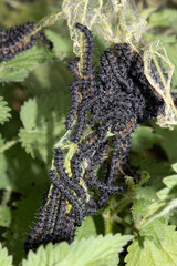 A swarm of peacock caterpillars on nettles