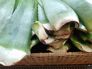 Aloe vera in a basket. Hair care alternative at home, natural cosmetic for hair and body care