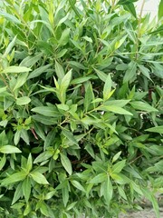 Obraz premium close up of green leaves