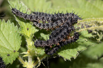 A swarm of peacock caterpillars on nettles