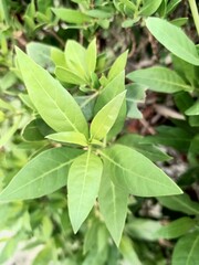 green leaves on a branch