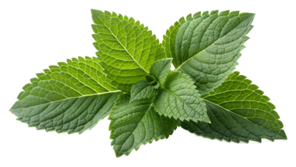 Fresh mint leaves, vibrant green color, perfect for culinary and beverage applications