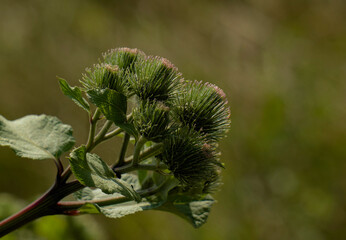 Greater burdock or edible burdock flowers