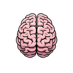 human brain isolated on white