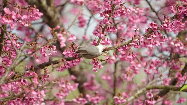 White-headed bulbul bird on a cherry blossoms branch