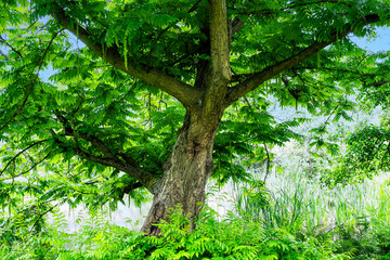 Flügelnuss in Soltau