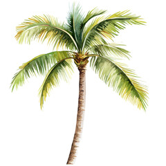 My Watercolor hand-painted coconut palm painting illustration isolated on a white background, vector illustration, AI painting design, EPS format design