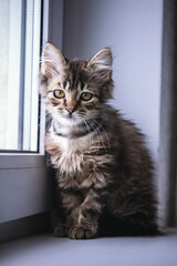 little fluffy sad kitten sits on a white window and looks at the camera