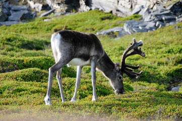 A reindeer grazes peacefully on the green tundra in northern Norway, surrounded by low shrubs and...