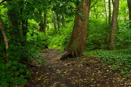 Wie im Urwald wirkt der Wanderweg an der Innersten bei Regenwetter