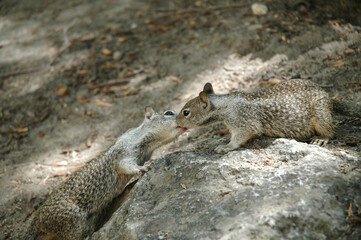A small squirrel eating while sitting on a textured rock in a natural forest setting. Captured in bright daylight, the animal appears alert and peaceful in its wild habitat.
