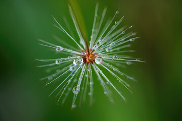 Close up of a dandelion seed head covered in glistening water droplets.