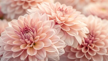 Close up of beautiful pink dahlias with delicate petals in bloom.