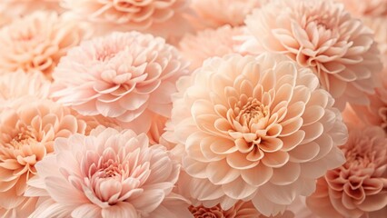 Close up view of elegant dahlias in soft peach and pink tones.