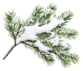 PNG Branch of pine leaves snow isolated nature.