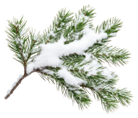 PNG Branch of pine leaves snow isolated nature.