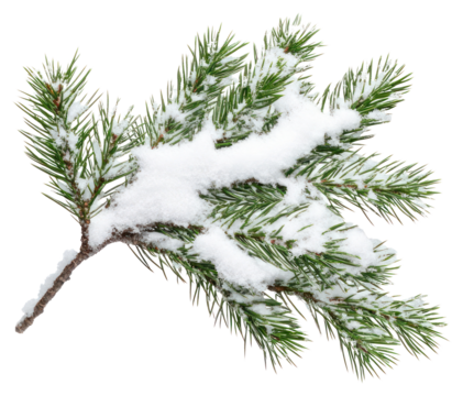 PNG Branch of pine leaves snow isolated nature.