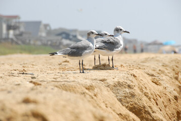 Three seagulls standing on a wide sandy beach near a coastal town under a clear blue sky, creating a peaceful summer scene. A tranquil moment by the sea and nature.