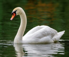 Fototapeta premium Mute swan, Cygnus olor, in the wild
