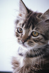 Portrait of a kitten cat, Close up. Cat in the home interior. Tabby cat with sad eyes
