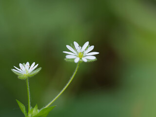 white garden flowers