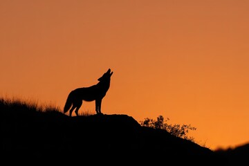 Silhouetted wolf howls at sunset