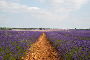 Campos de lavanda en Brihuega, España