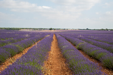 Campos de lavanda en Brihuega, España