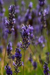 Campos de lavanda en Brihuega, España
