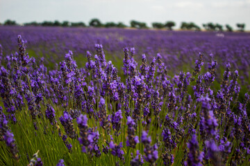 Campos de lavanda en Brihuega, España