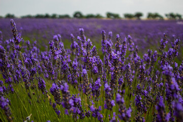 Campos de lavanda en Brihuega, España