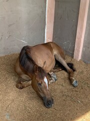 Obraz premium horse in a stable Sleeping