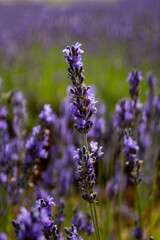 Campos de lavanda en Brihuega, España
