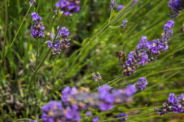 Campos de lavanda en Brihuega, España