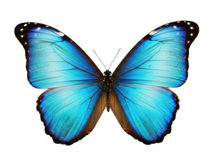 Vibrant blue butterfly with iridescent wings spread wide, cutout isolated on transparent bg, png