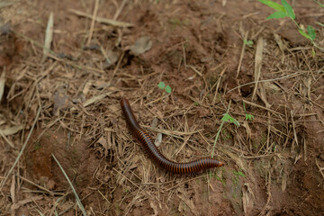 Large millipede from the rainforests of Thailand.