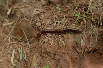 Large millipede from the rainforests of Thailand.