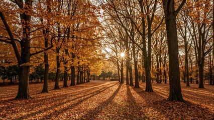 Fototapeta premium Autumnal forest scenery with colorful trees