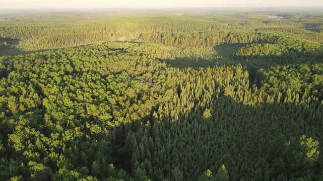 Aerial drone flying above a vast northern forest lite by early morning golden light

