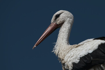 white stork ciconia