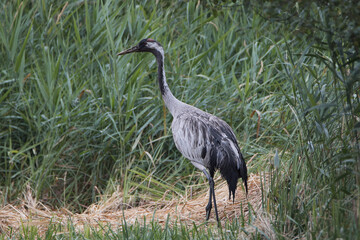 grey crane in the grass