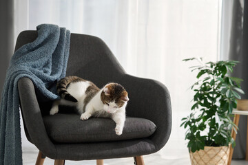 A white and brown cat sits quietly on a dark upholstered chair beside a green plant. A soft blue...