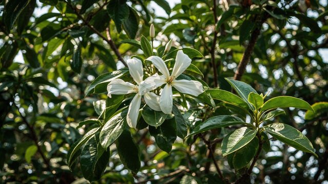 Golden blossoms adorning the branches in celebration