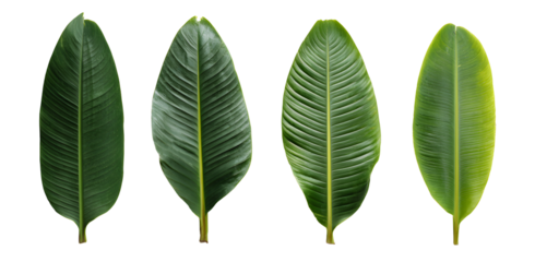 Green banana palm leaves isolated on white background