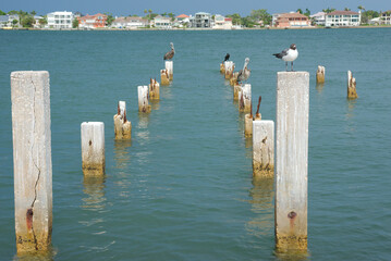 Birds Resting on Wooden Posts in a Tropical Waterfront Area St. Pete Beach, Florida. Sea birds...