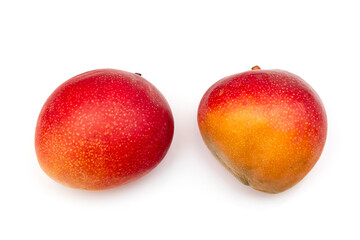 Ripe Kent Mango's isolated on a white studio background.