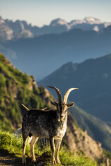 Alpine ibex silhouetted against sunset sky in Dolomites mountains