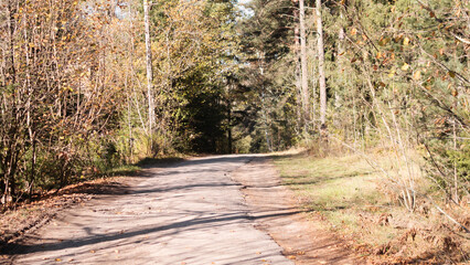 A calm and peaceful dirt pathway meanders gently through a picturesque and tranquil autumn forest landscape