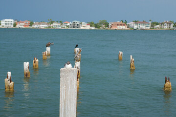 Birds Resting on Wooden Posts in a Tropical Waterfront Area St. Pete Beach, Florida. Sea birds...